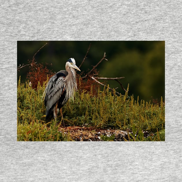 Relaxing Great Blue Heron by SHWILDLIFE